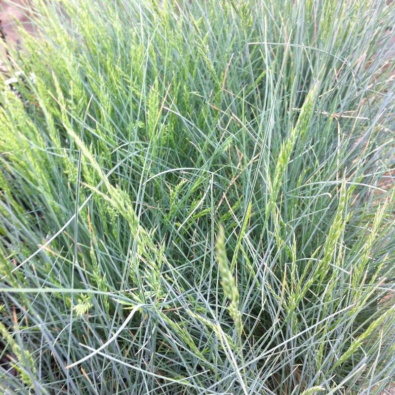 Festuca glauca Pepindale Blue