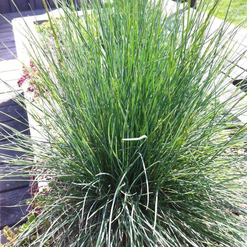 Festuca glauca 