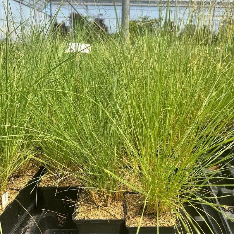 Festuca mairei 