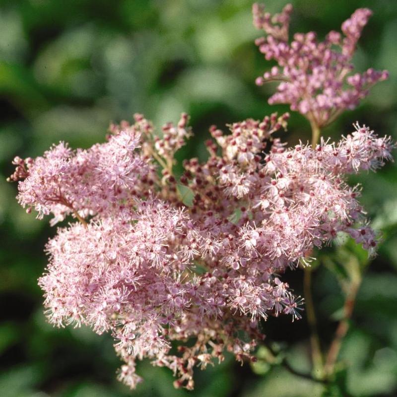 Filipendula rubra Venusta