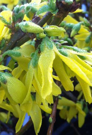 Forsythia x intermedia Lynwood Gold