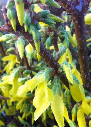 Forsythia x intermedia Spectabilis