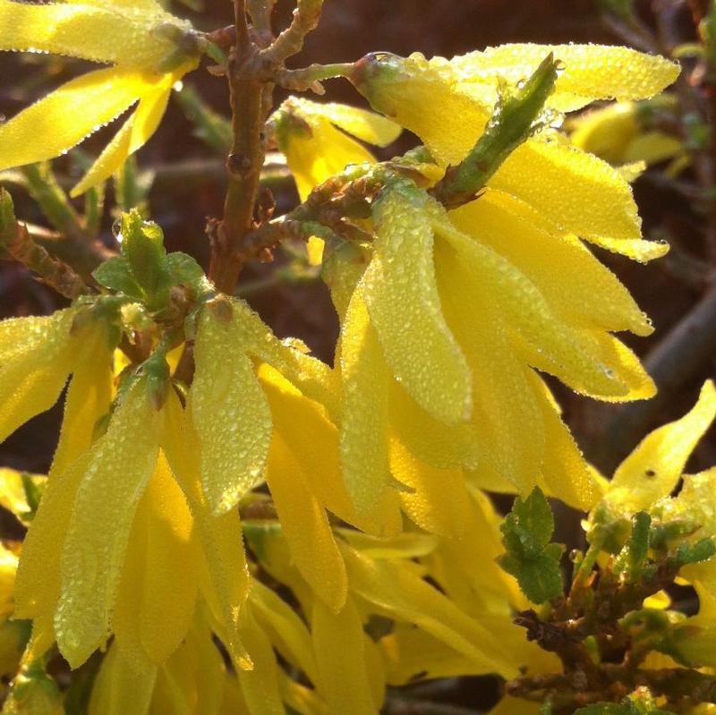 Forsythia x intermedia Courtasol