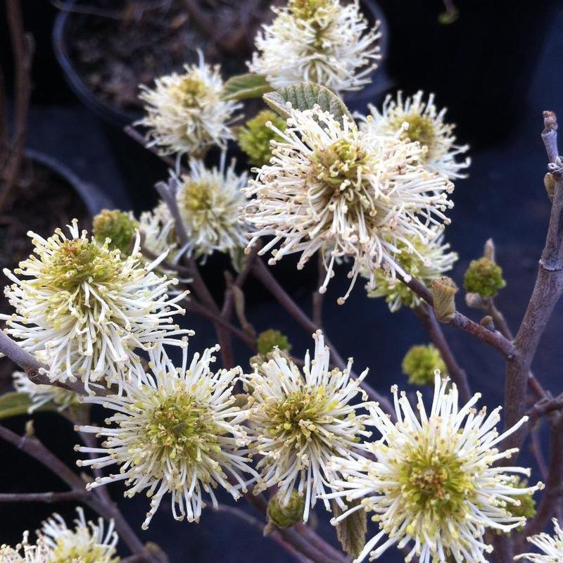 Fothergilla gardenii 