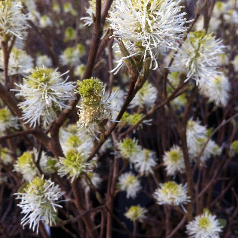 Fothergilla major Mount Airy