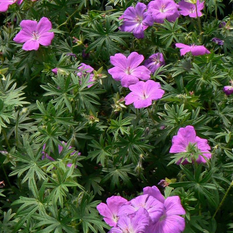 Geranium sanguineum 