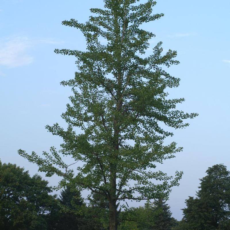 Ginkgo biloba 