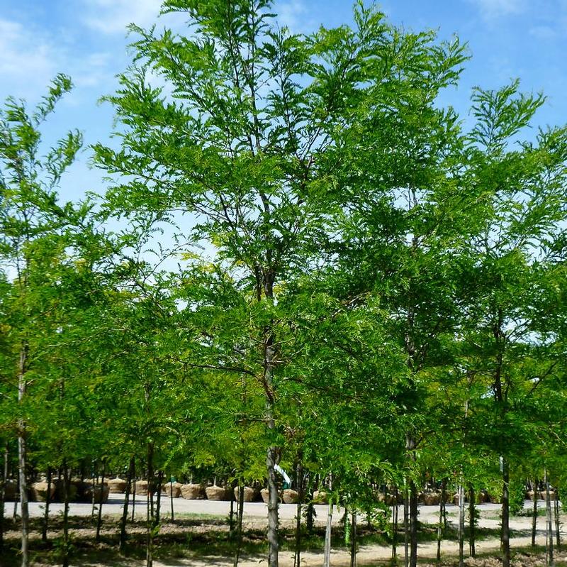 Gleditsia triacanthos var. inermis Impcole