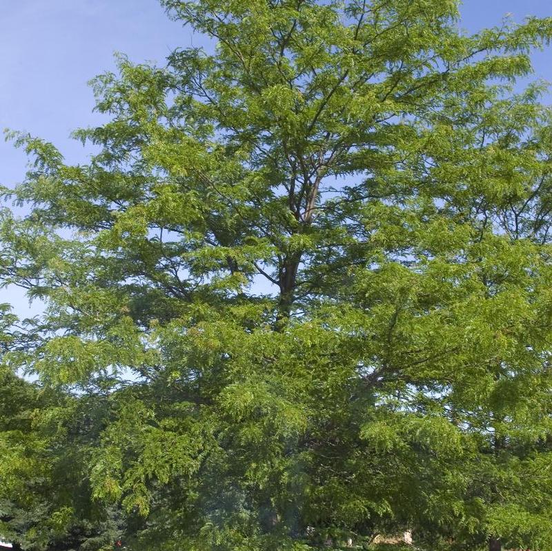 Gleditsia triacanthos var. inermis Shademaster