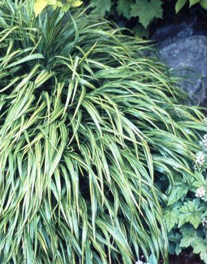 Hakonechloa macra Albostriata