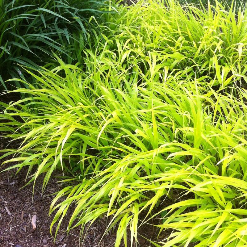 Hakonechloa macra All Gold