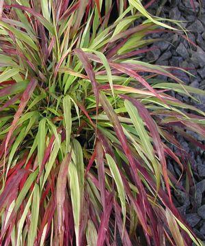 Hakonechloa macra Beni-kaze