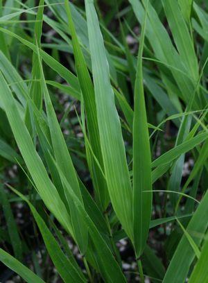 Hakonechloa macra 