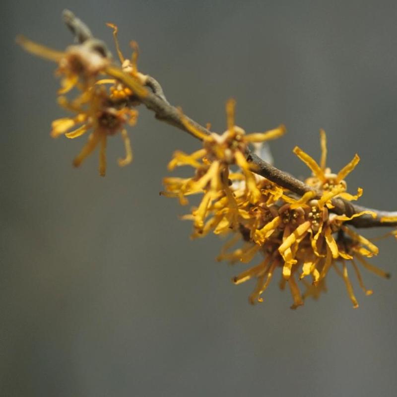 Hamamelis vernalis 