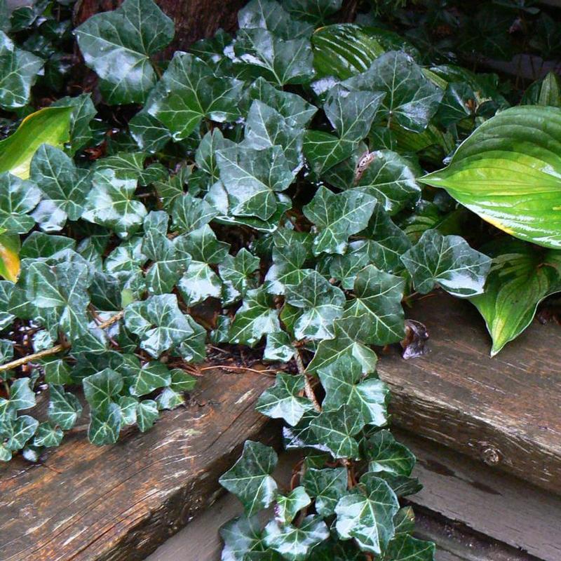 Hedera helix Baltica