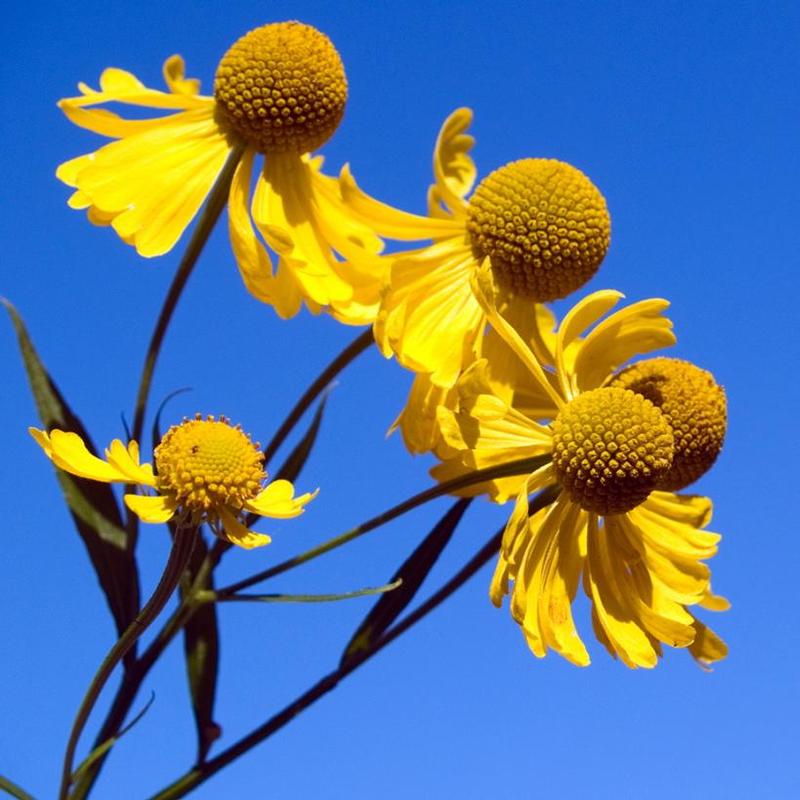 Helenium autumnale 