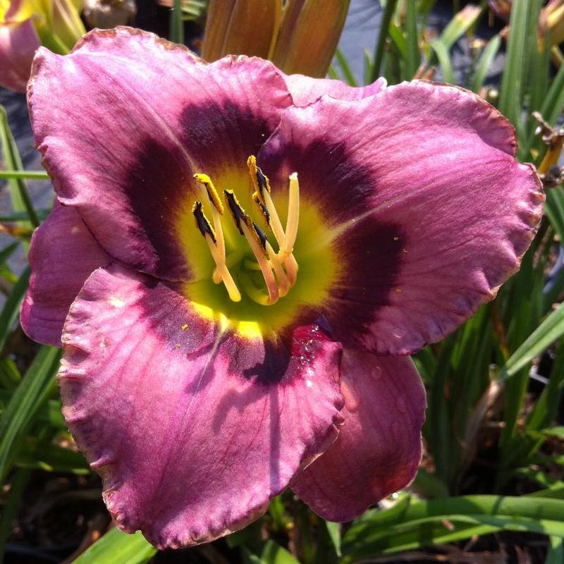 Hemerocallis Always Afternoon