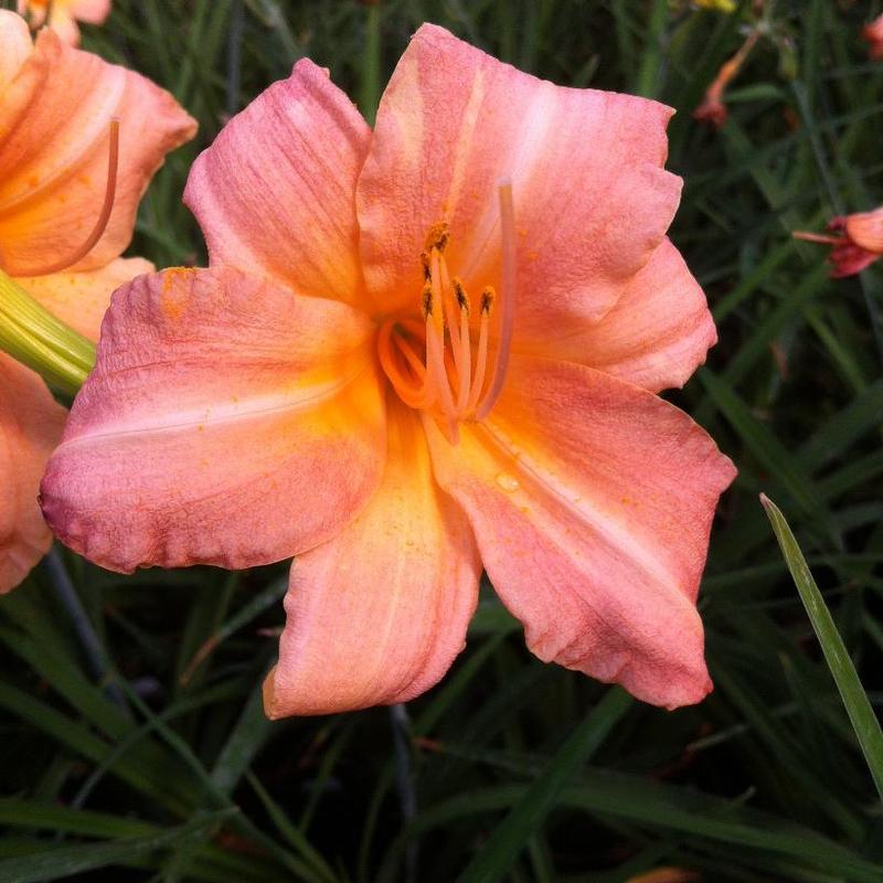 Hemerocallis Children's Festival