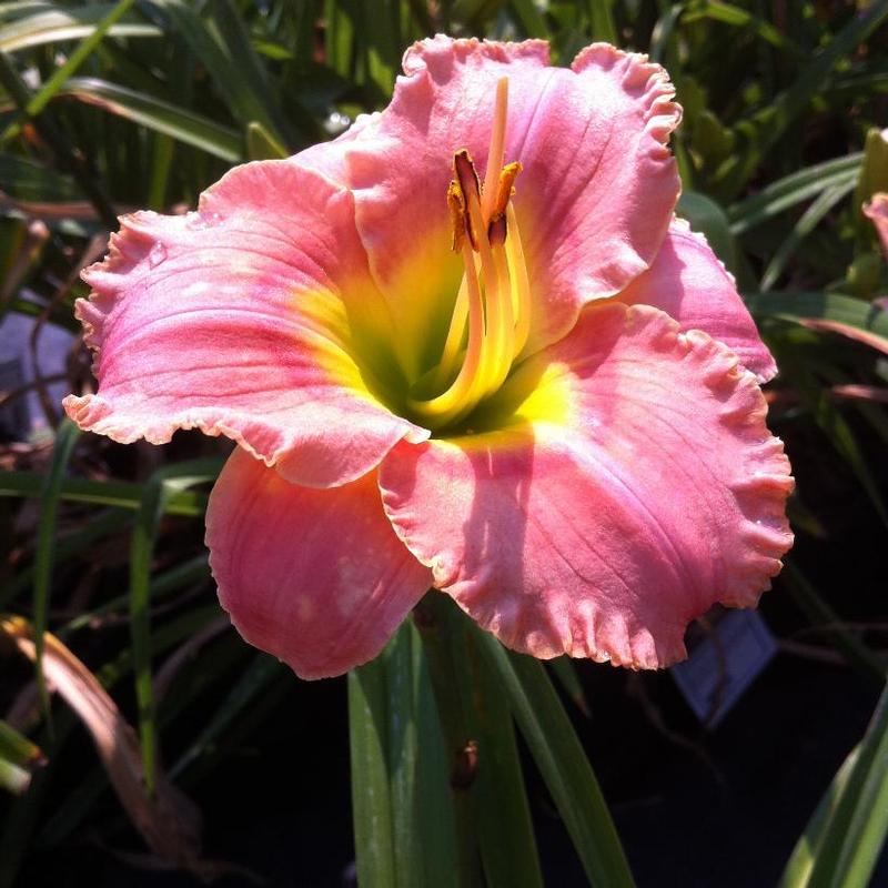 Hemerocallis Elegant Candy