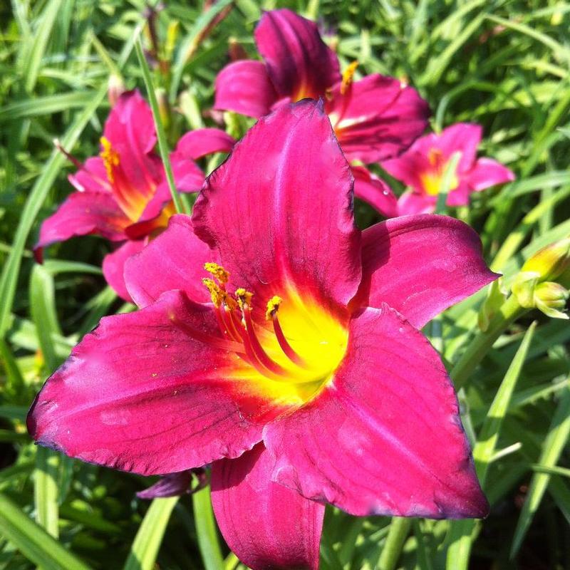 Hemerocallis Pardon Me