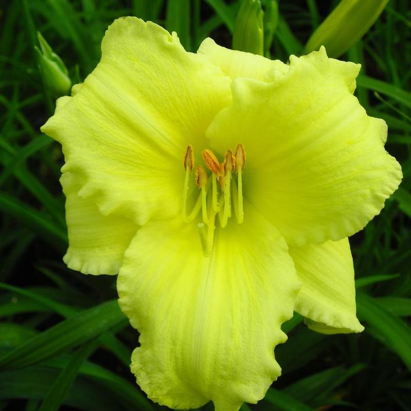 Hemerocallis Stella Supreme