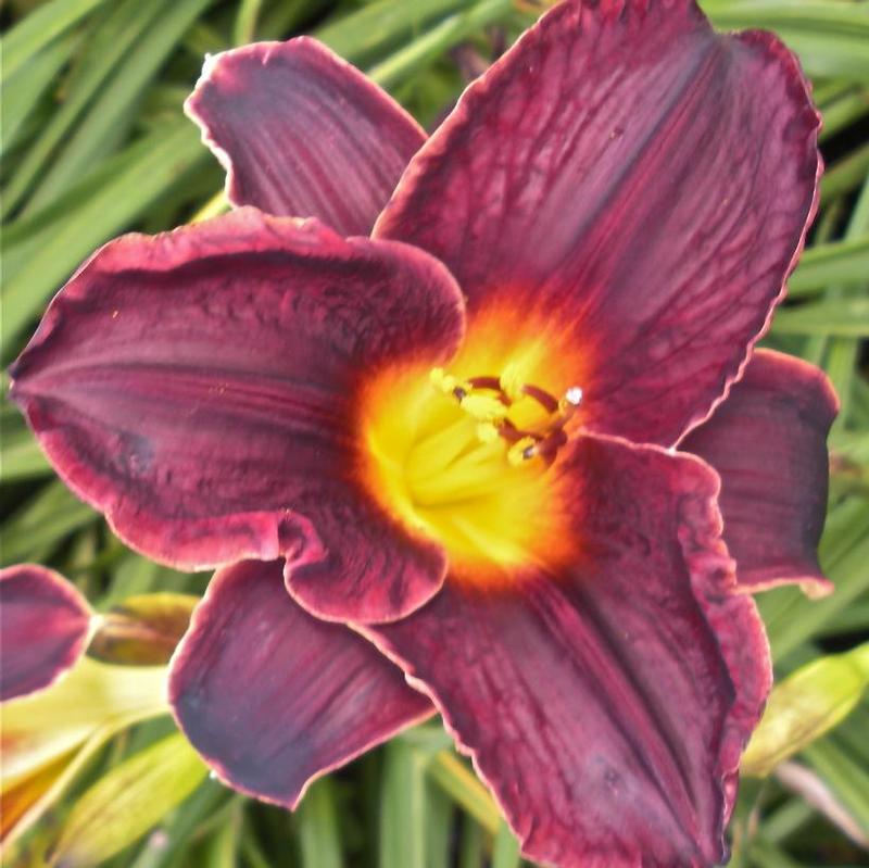 Hemerocallis Strutter's Ball