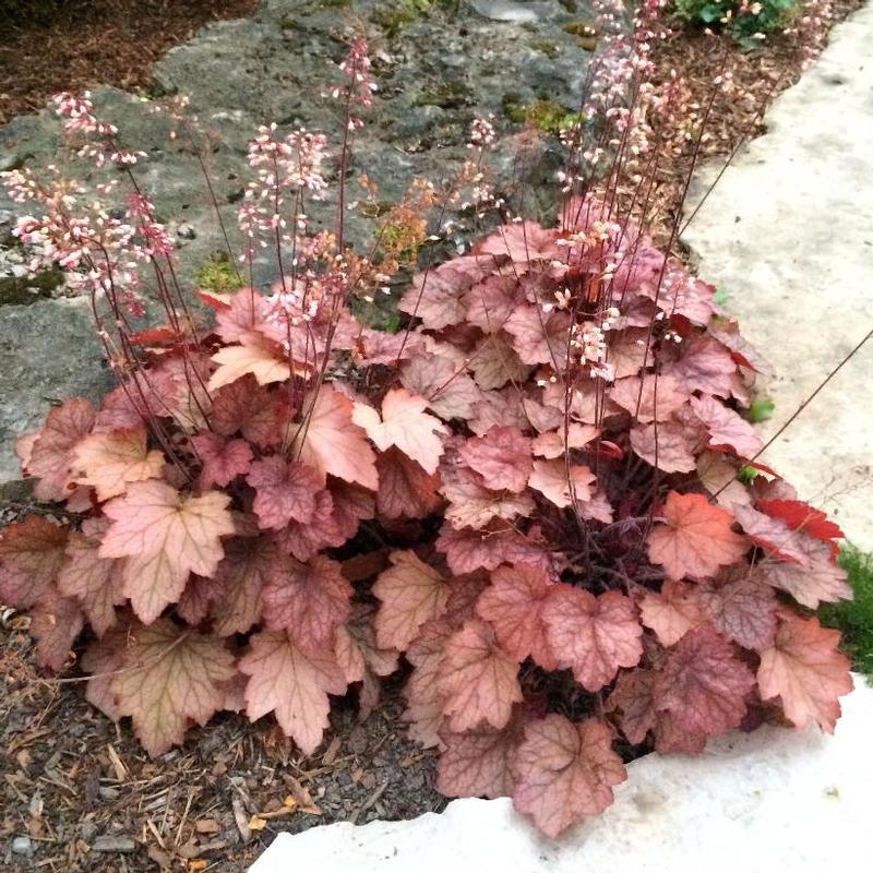 Heuchera x Southern Belle™ Georgia Peach