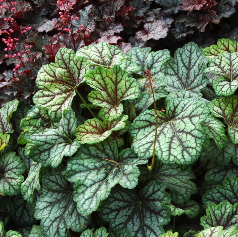 Heuchera x Green Spice