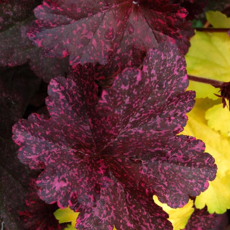 Heuchera x Midnight Rose