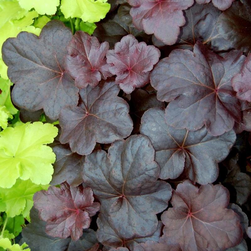 Heuchera x Obsidian