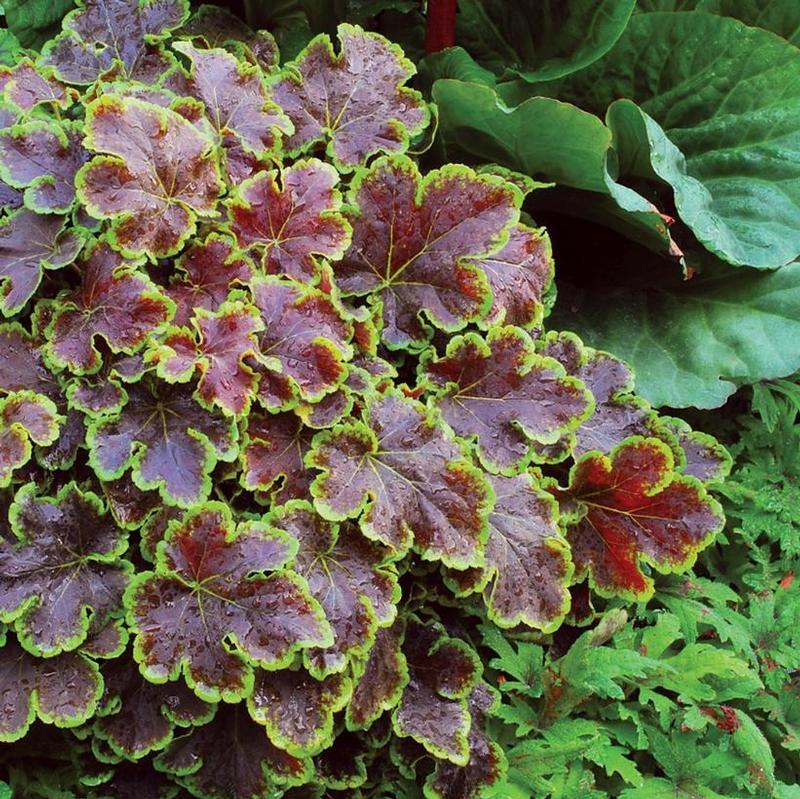 Heucherella x Solar Eclipse