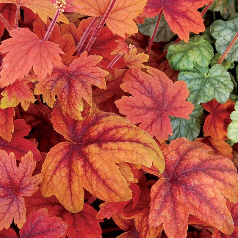 Heucherella x Sweet Tea