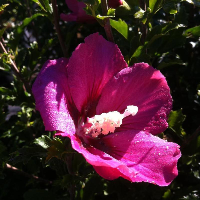 Hibiscus syriacus Rubis