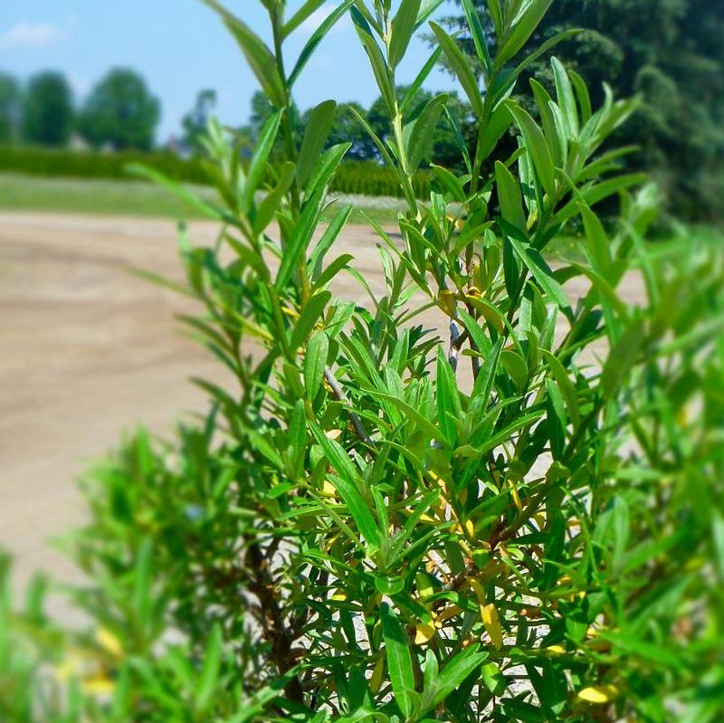 Hippophae rhamnoides 