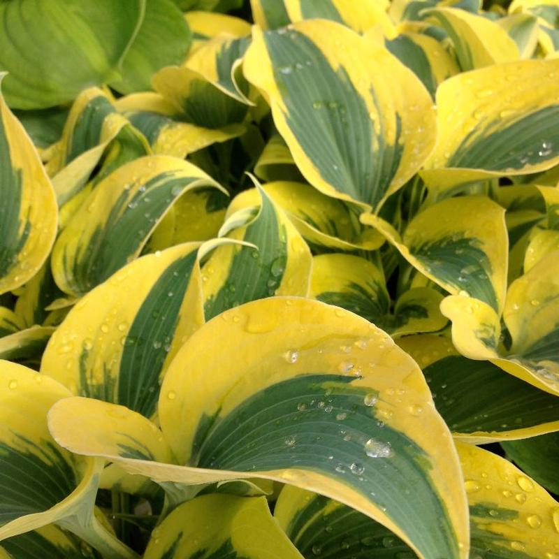 Hosta Shadowland® Autumn Frost