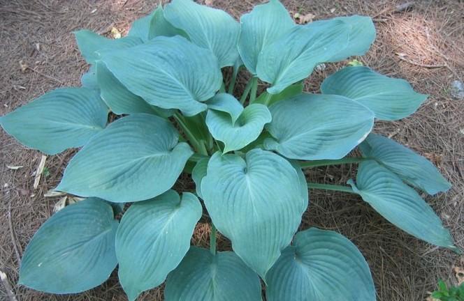 Hosta Blue Angel