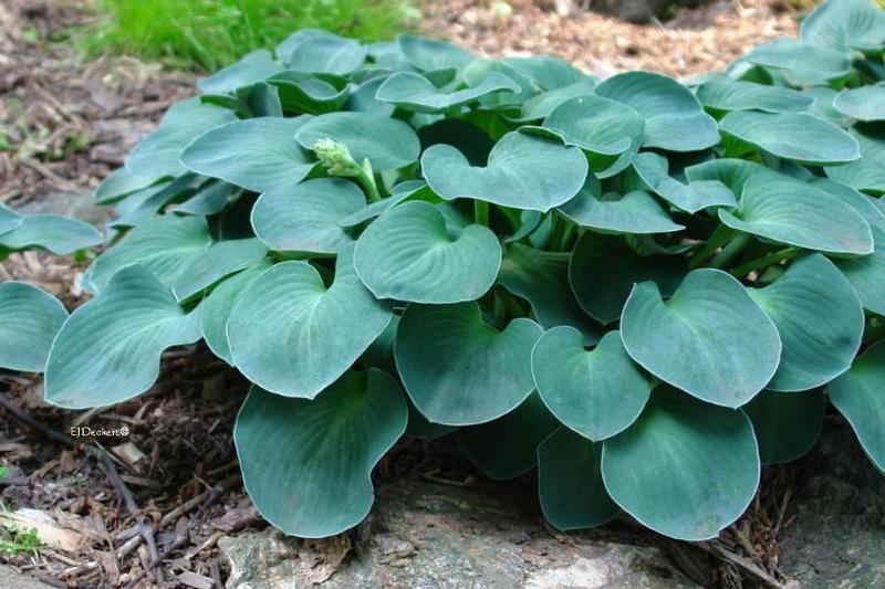 Hosta Blue Mouse Ears