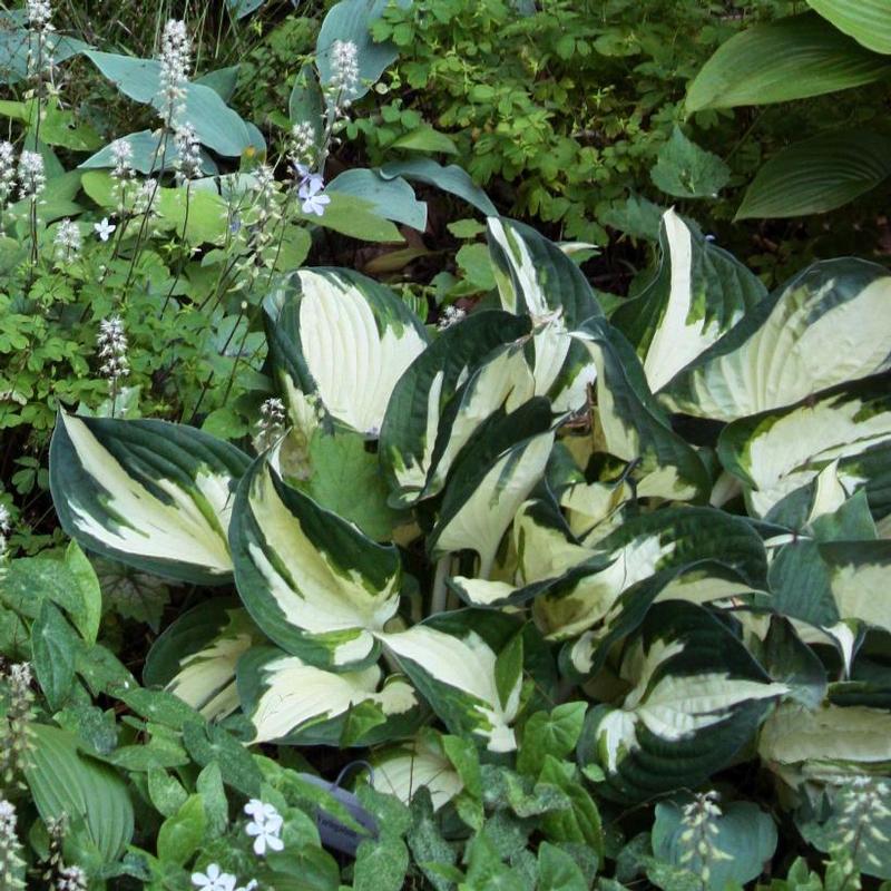 Hosta Fire and Ice