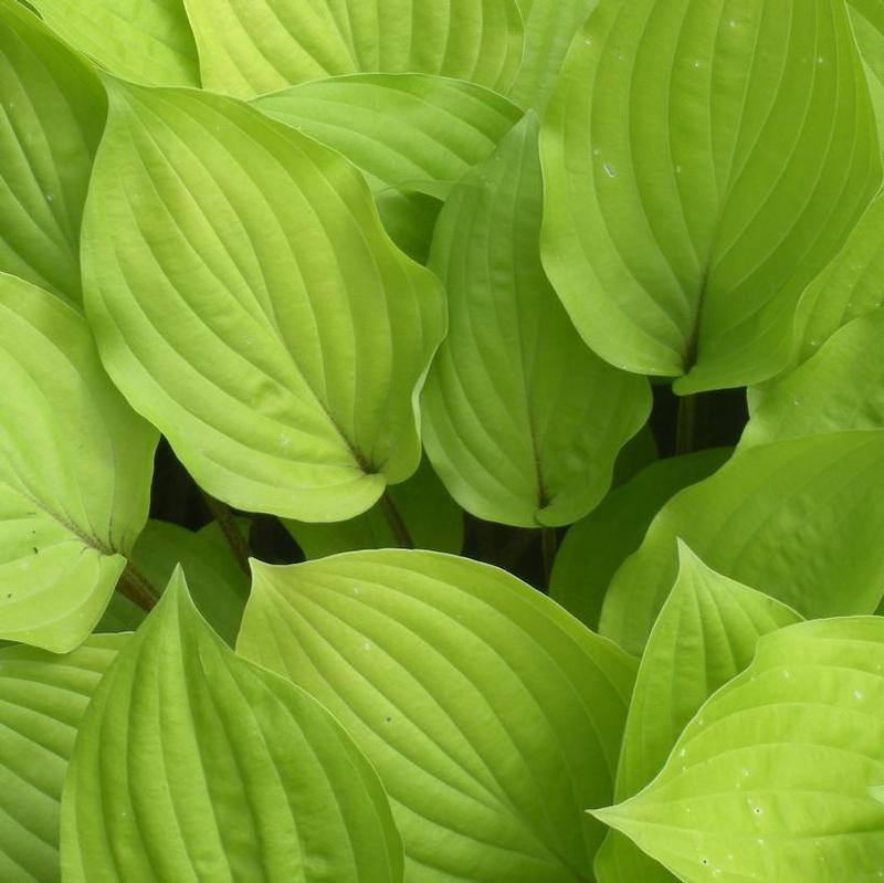 Hosta Fire Island