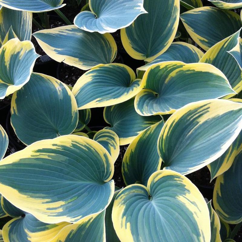 Hosta 'First Frost' Plantain Lily from Antheia Gardens