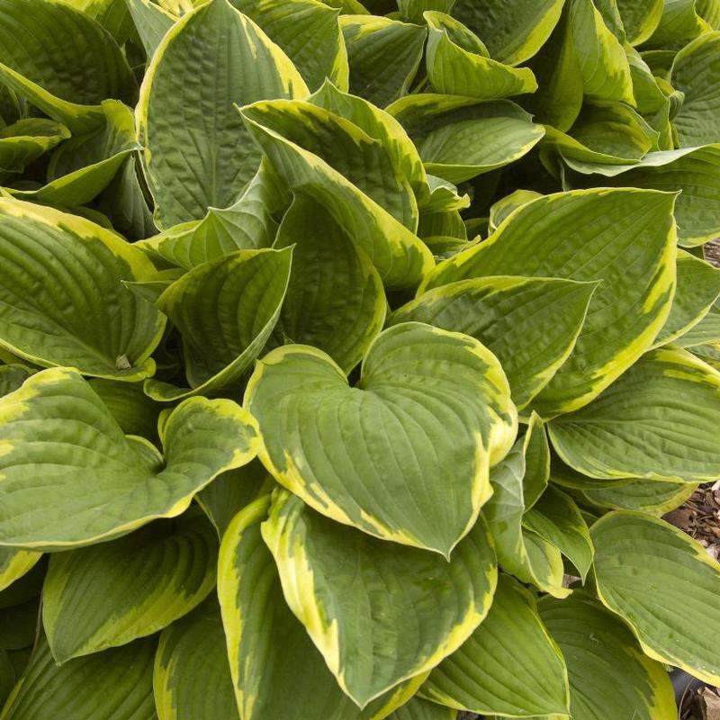 Hosta Fortunei Aureomarginata