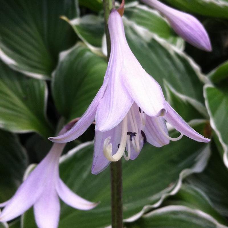 Hosta Fortunei Albomarginata