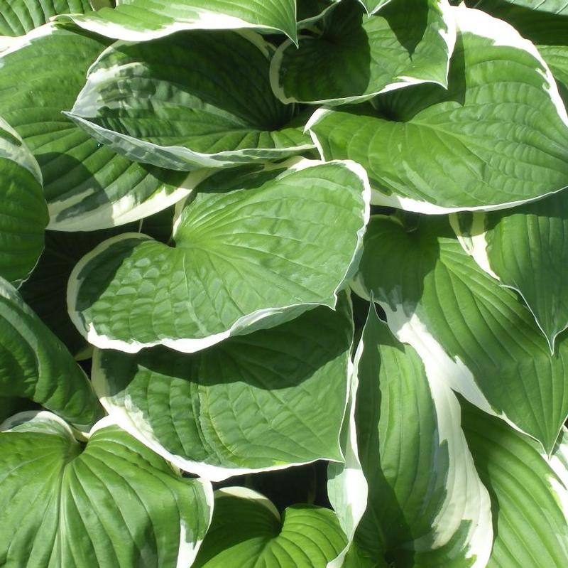 Hosta Francee