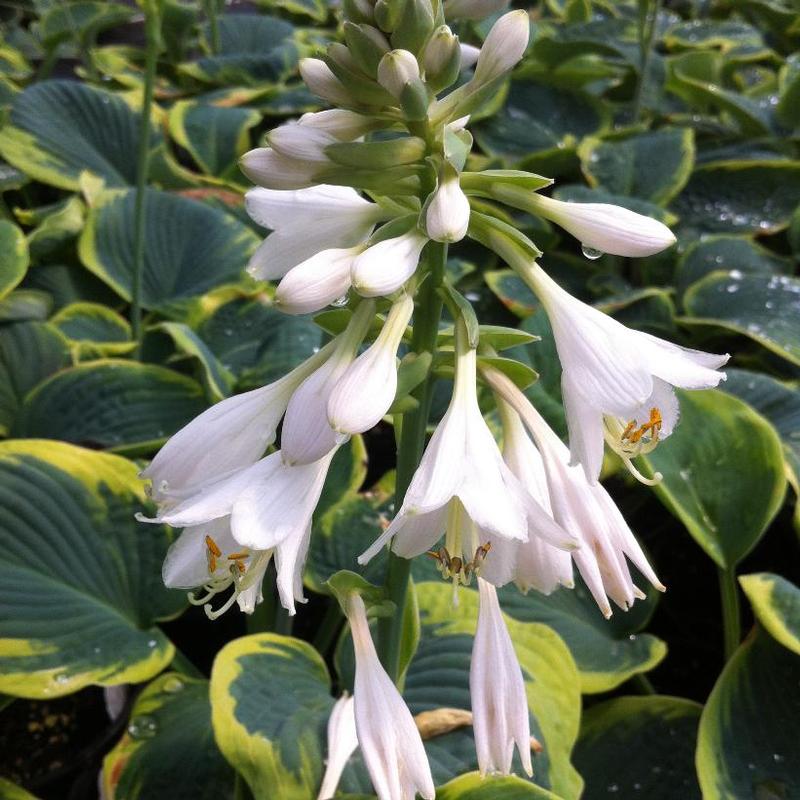 Hosta Frances Williams