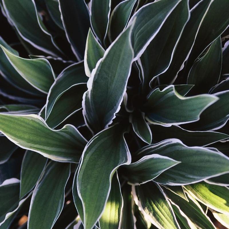 Hosta Ginko Craig