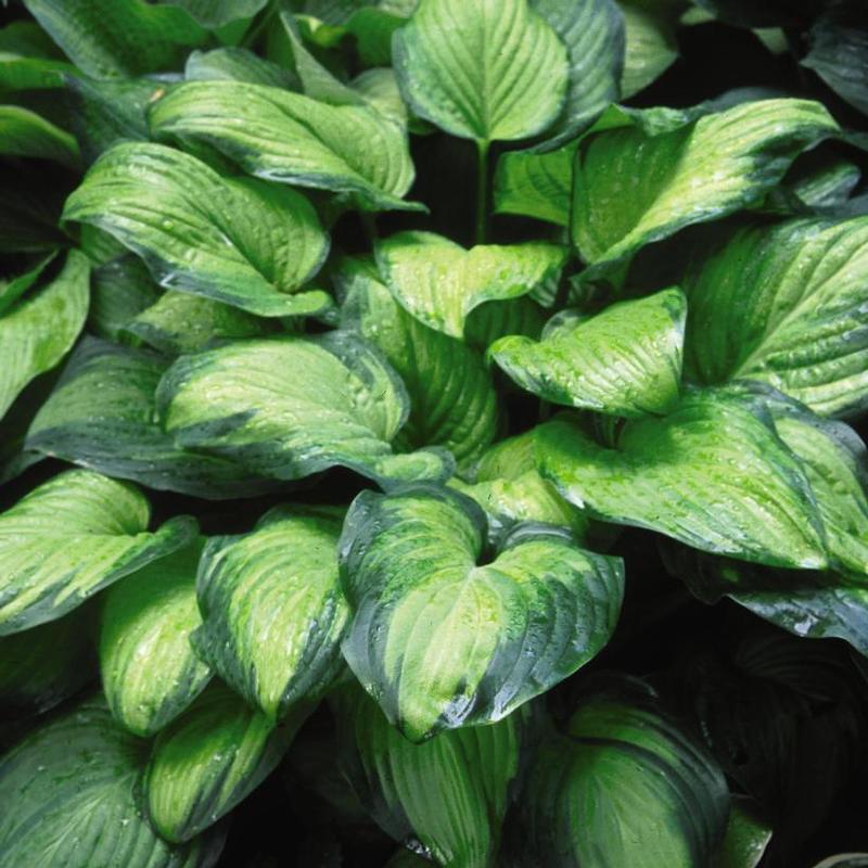 Hosta Guacamole