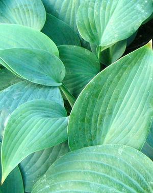 Hosta Hadspen Blue