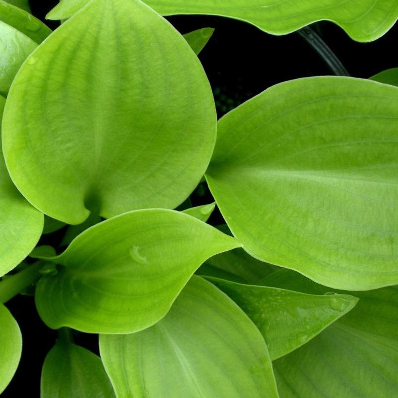 Hosta Invincible