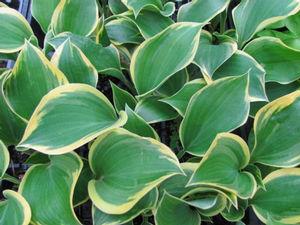 Hosta Ivory Coast