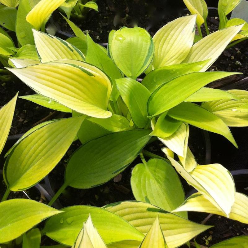 Hosta June Fever